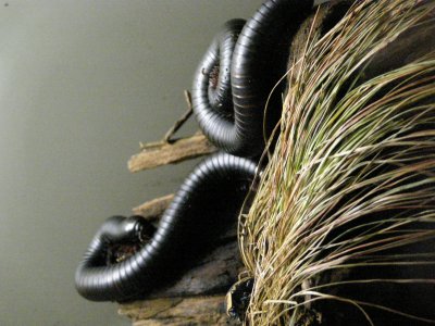 Farbphoto von zwei Tausendfüsslern im Berliner Aquarium im Jahre 2008. Photographin: Luise Müller.