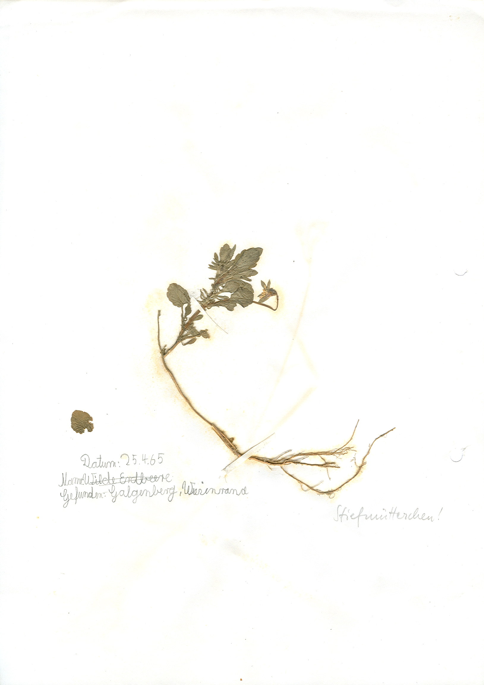 In Hildesheim auf dem Rand einer Wiese auf dem Galgenberg gefundenes und anschließend gepresstes und getrocknetes Stiefmütterchen in meinem Herbarium aus dem Jahre 1965. Erwin Thomasius.