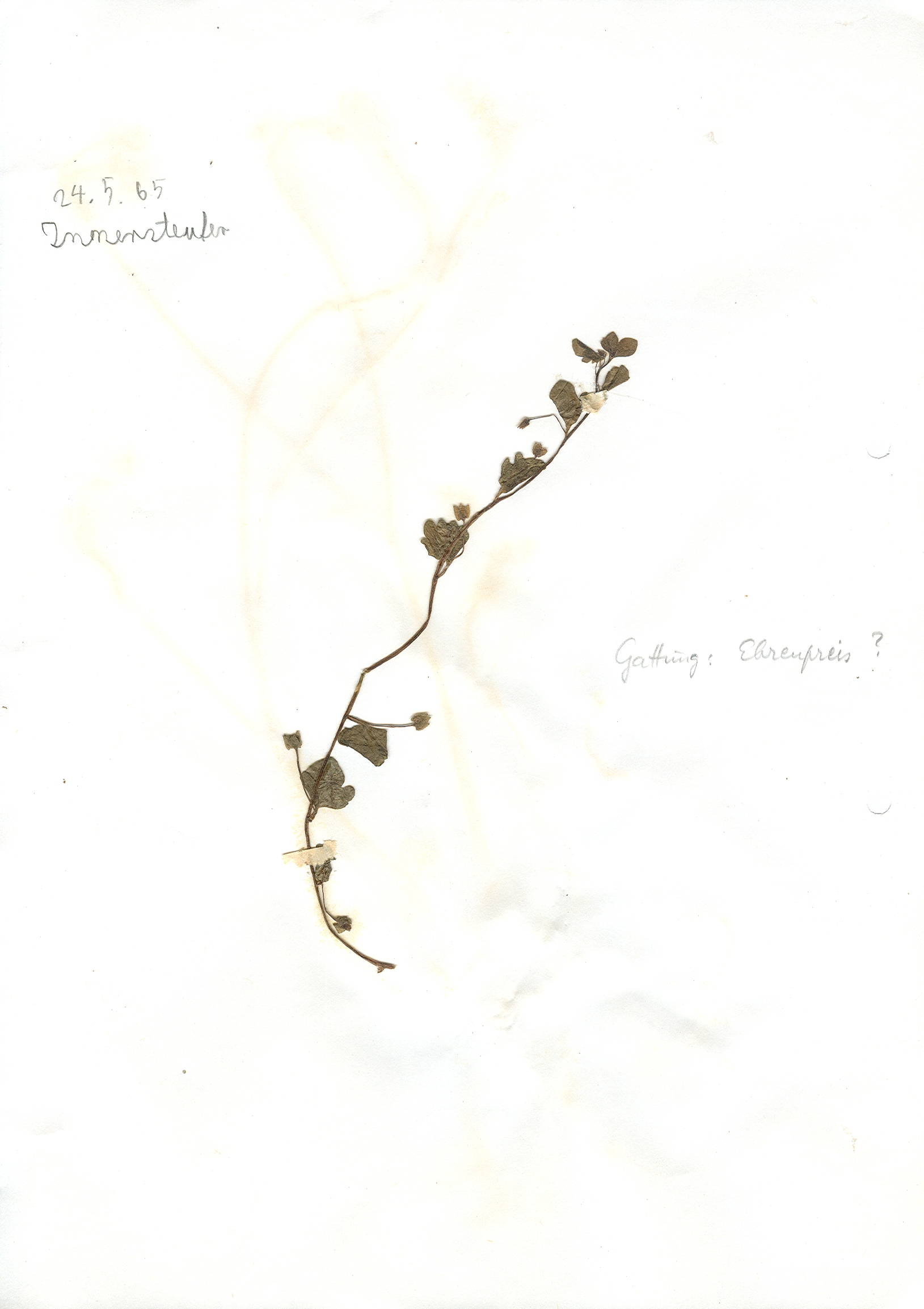 In Hildesheim auf dem Innerstufer gefundene und anschlie&szlig;end gepresste und getrocknete Pflanze in meinem Herbarium aus dem Jahre 1965. Erwin Thomasius.