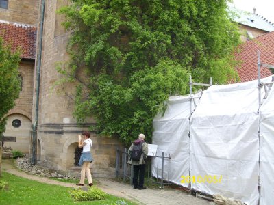 Farbfoto: Die Tausendjährige Hildesheimer Rose während der Domsanierung im Jahre 2010. Fotograf: Kim Hartley.