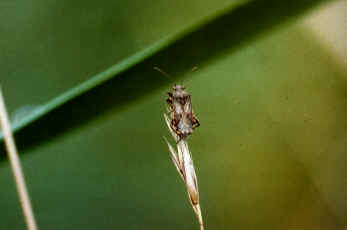 Die Glasflügelwanze Stictopleurus punctatonervosus, Länge: 8 mm. Brachland im Westen der Schönower Wiesen, Zehlendorf (Berlin(West)). 23.09.87