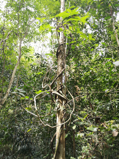 Foto aus dem Urwald in Thailand. Im Khao Chamao und Khao Wong Nationalpark. Im April des Jahres 2023. Fotograf: Erwin Thomasius.