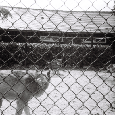 Photo von Wölfen im Rotterdamer Zoo Diergaarde Blijdorp. Im Jahre 1966.