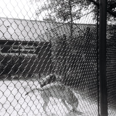 Photo von Wölfen im Rotterdamer Zoo Diergaarde Blijdorp. Im Jahre 1966.