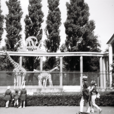 Schwarz-Weiß-Photo von Menschen und Giraffen im Rotterdamer Zoo Diergaarde Blijdorp. Im Jahre 1966.