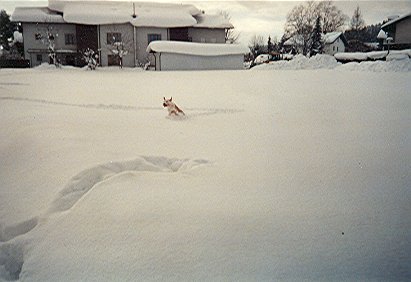 Farbphoto von Traunstein in Bayern im Schnee im Winter 2005. Photograph: Ralf Splettstößer.