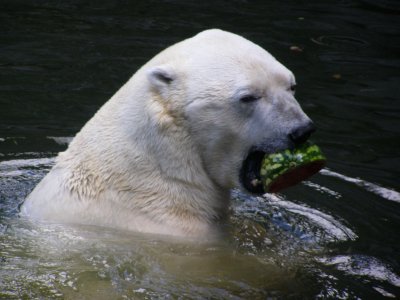 Farbphoto von einem Eisbären im Tierpark in Berlin im Jahre 2008. Photographin: Luise Müller.